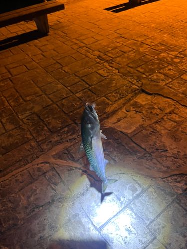 マサバの釣果