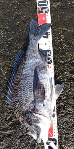 クロダイ