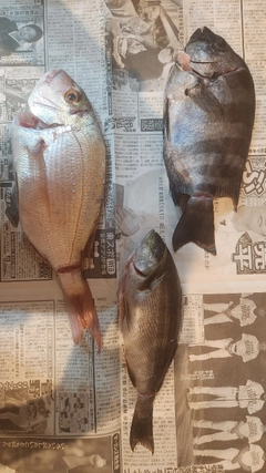 マダイの釣果