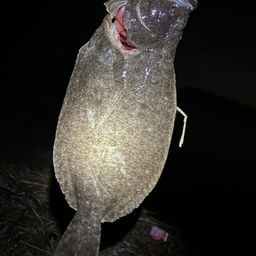 ヒラメ