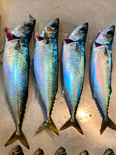 サバの釣果