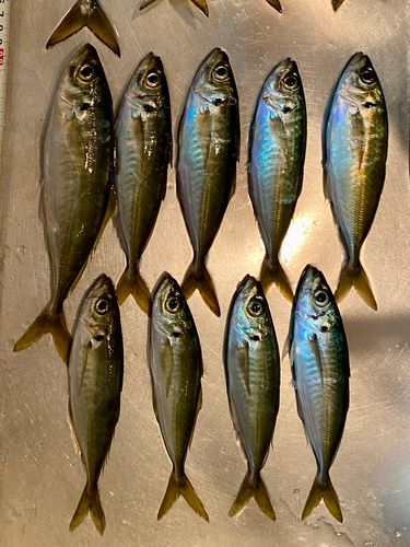 アジの釣果