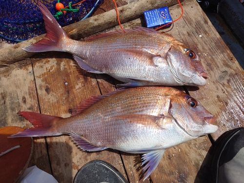 マダイの釣果
