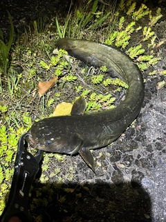 ナマズの釣果