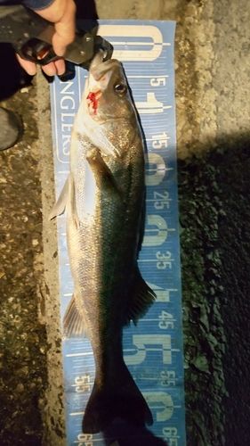 シーバスの釣果