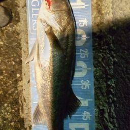 シーバス