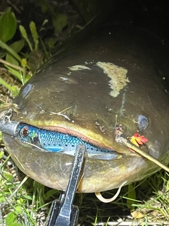 ナマズの釣果