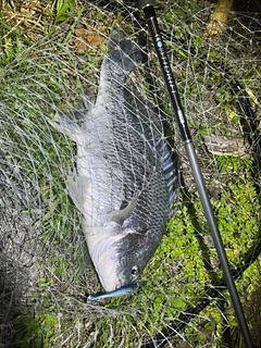 キビレの釣果