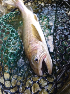 イワナの釣果