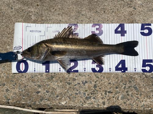 セイゴ（マルスズキ）の釣果