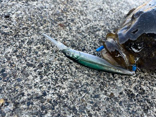 アイナメの釣果