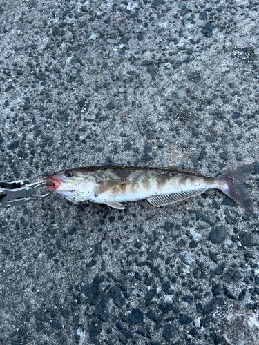 ホッケの釣果