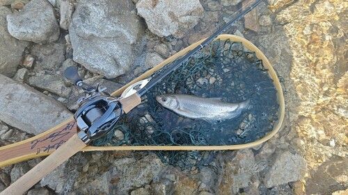 ウグイの釣果