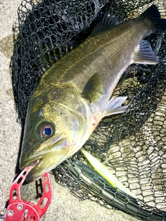 フッコ（マルスズキ）の釣果