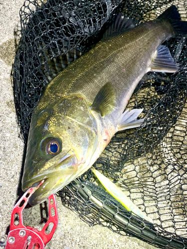 フッコ（マルスズキ）の釣果