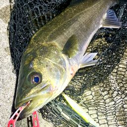 フッコ（マルスズキ）