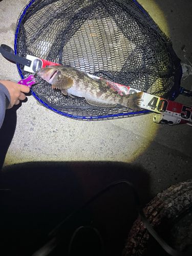 アイナメの釣果