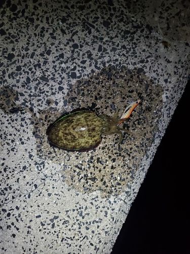 コウイカの釣果