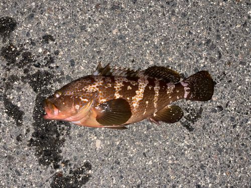 キジハタの釣果