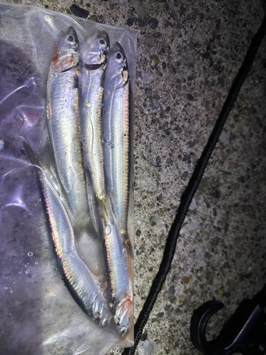 カタクチイワシの釣果