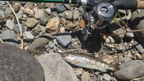 ヤマメの釣果