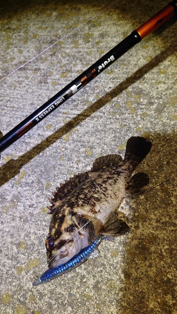 アピア ブルートHR LONG EXPRESS 2 90M アピア ブルートHR ロングエクスプレス2 90M APIA Brute'HR LONG
