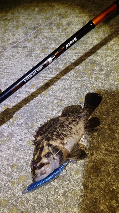 オウゴンムラソイの釣果
