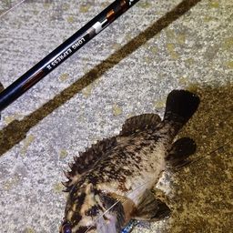 オウゴンムラソイ