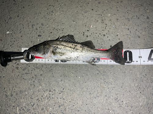 セイゴ（マルスズキ）の釣果