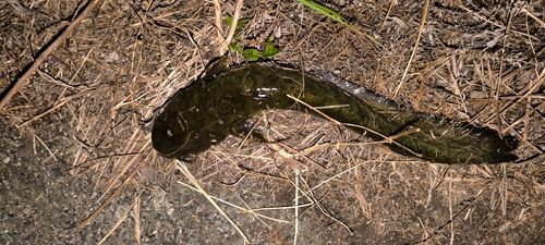 ナマズの釣果