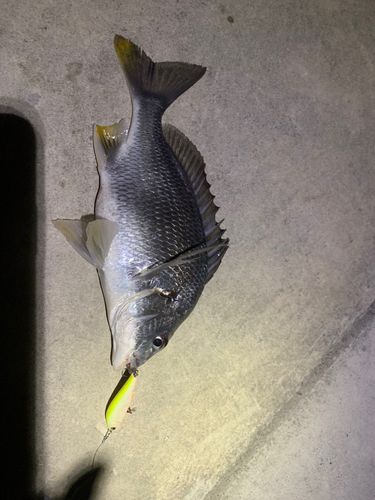 キビレの釣果