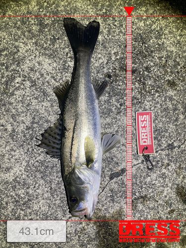シーバスの釣果