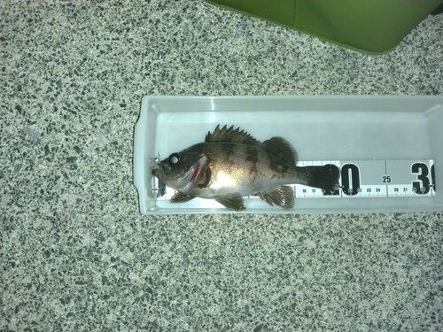 メバルの釣果