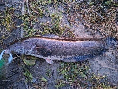 ライギョの釣果