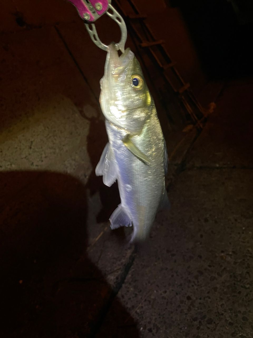 セイゴ（ヒラスズキ）