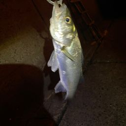 セイゴ（ヒラスズキ）