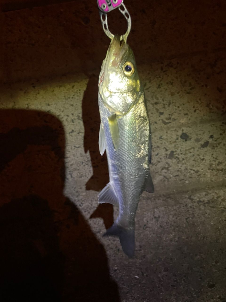 セイゴ（ヒラスズキ）