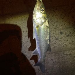 セイゴ（ヒラスズキ）