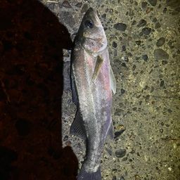 セイゴ（ヒラスズキ）