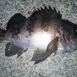 メバル