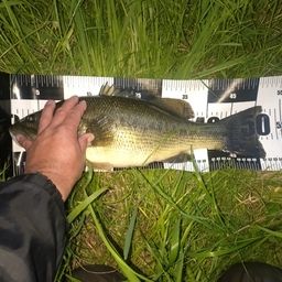 ラージマウスバス