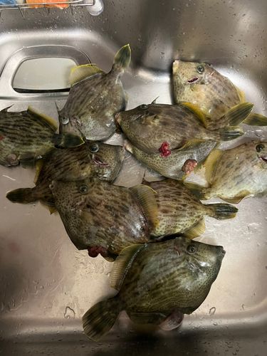 カワハギの釣果