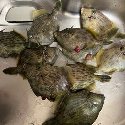 カワハギ