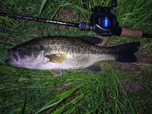 ラージマウスバスの釣果