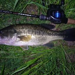 ラージマウスバス