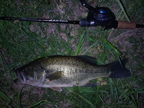 ラージマウスバスの釣果
