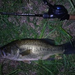 ラージマウスバス