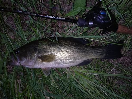 ラージマウスバスの釣果