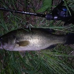 ラージマウスバス