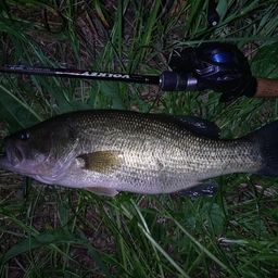 ラージマウスバス